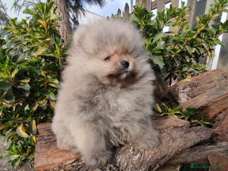 Pomerania perros BEBÉ DE POMERANIA SABLE - Anuncio 1