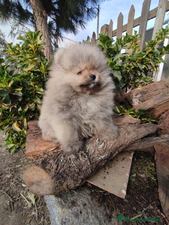Pomerania perros BEBÉ DE POMERANIA SABLE - Anuncio 9