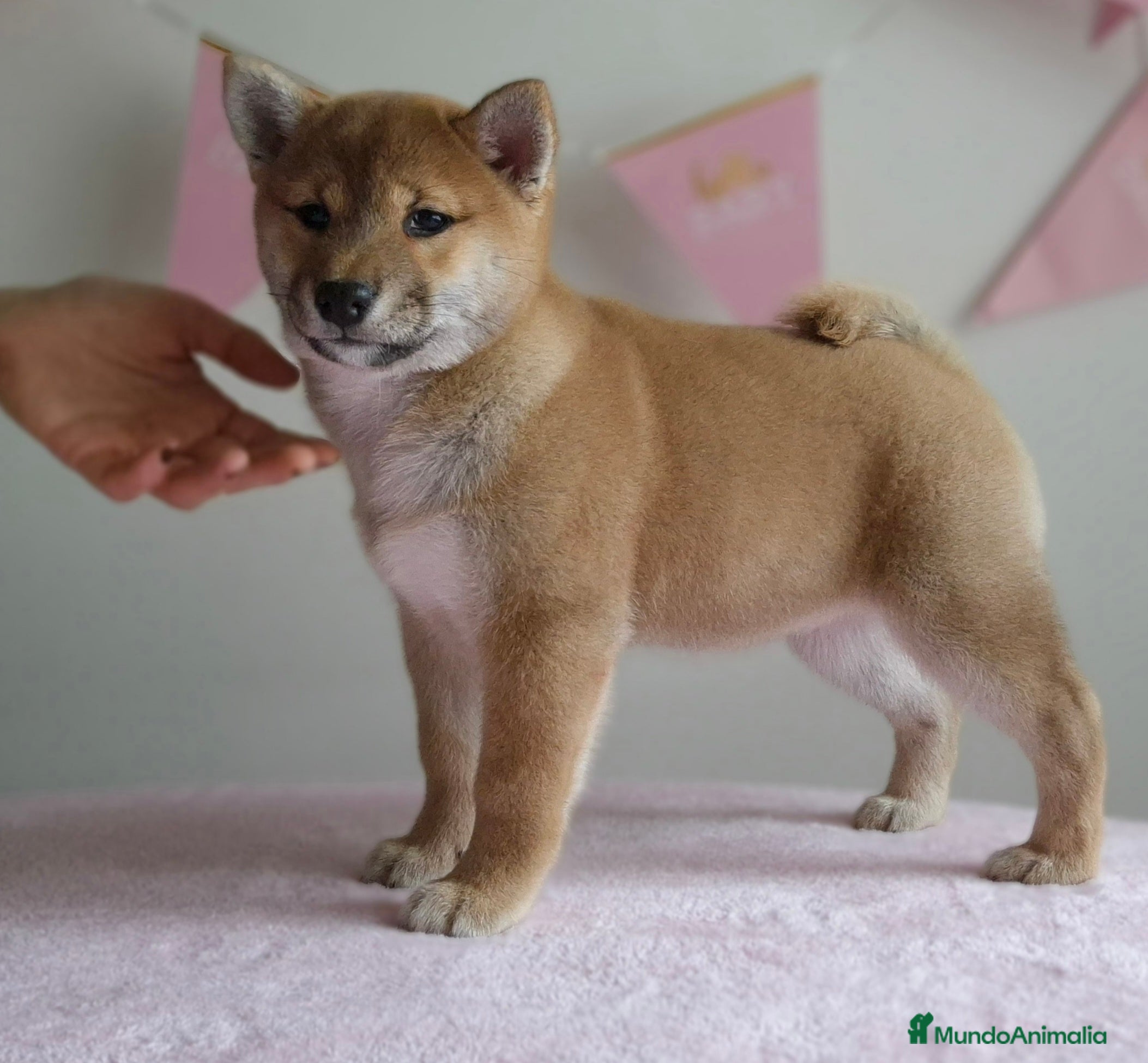 Shiba Inu perros Shiba inu hembra - Anuncio 2