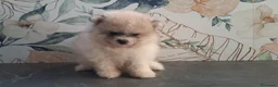 Pomerania perros en venta: Pomerania cara de Oso - Anuncio 5