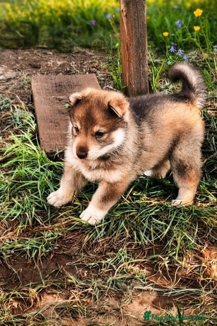 Husky Siberiano perros Espectacular hembra husky siberiano - Anuncio 13