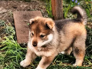 Husky Siberiano perros Espectacular hembra husky siberiano - Anuncio 13
