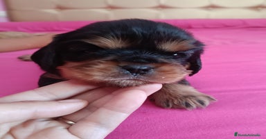 Cavalier King Charles Spaniel perros - Propaganda 4
