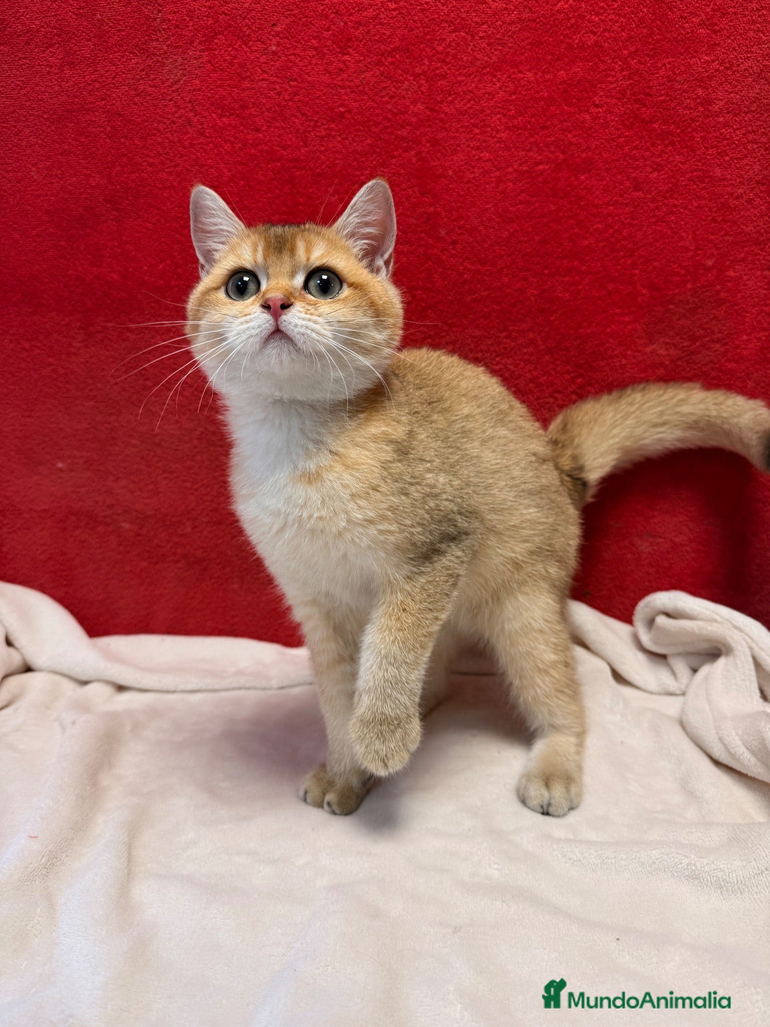 Británico de Pelo Corto gatos Precioso British Golden dorado - Anuncio 18