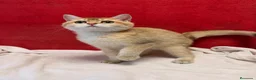Británico de Pelo Corto gatos en venta: Precioso British Golden dorado - Anuncio 3