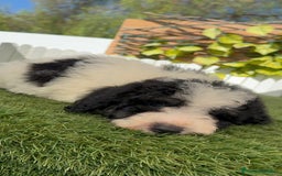 Perro de Agua Español perros en venta: PERRO DE AGUA MACHO - Imagen 19