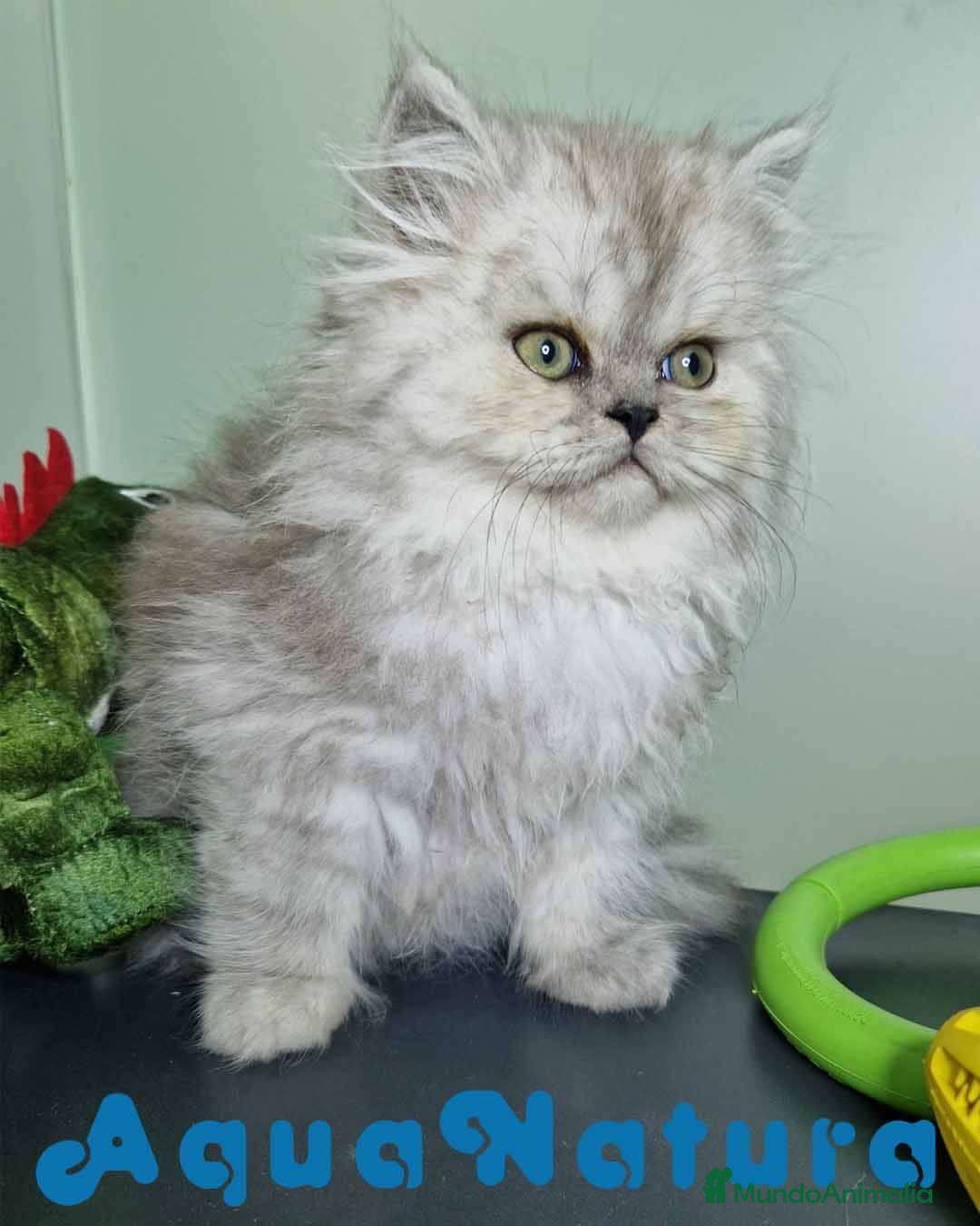 Persa gatos en venta: Persa Macho Virgi 7732 AQUANATURA - Imagen 1