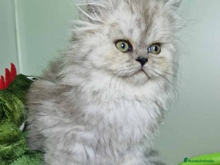 Persa gatos - Anuncio 2