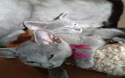 Azul Ruso gatos en venta: Cachorros azul ruso  en Cuenca - Imagen 7