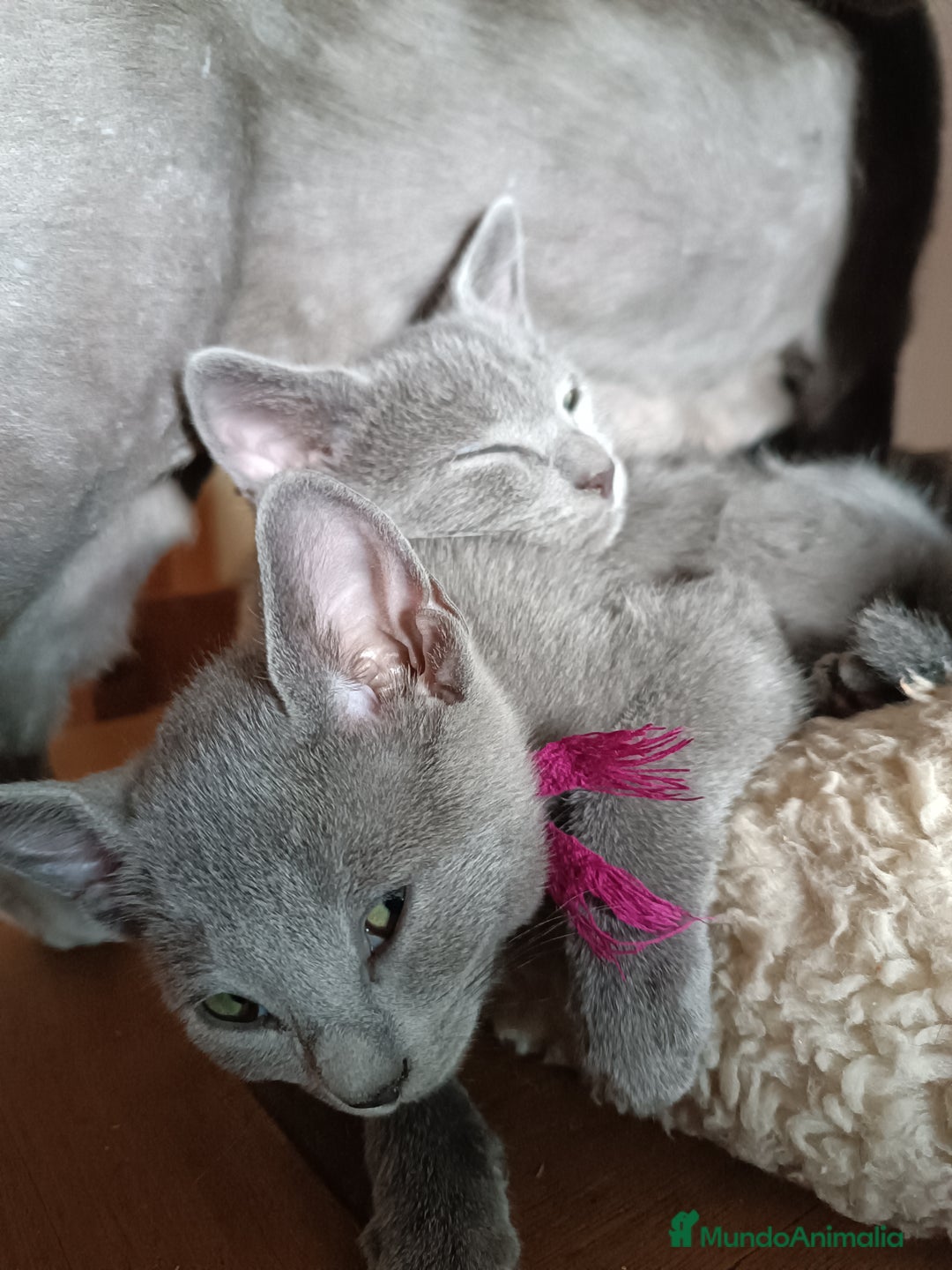 Azul Ruso gatos en venta: Cachorros azul ruso  en Cuenca - Imagen 7