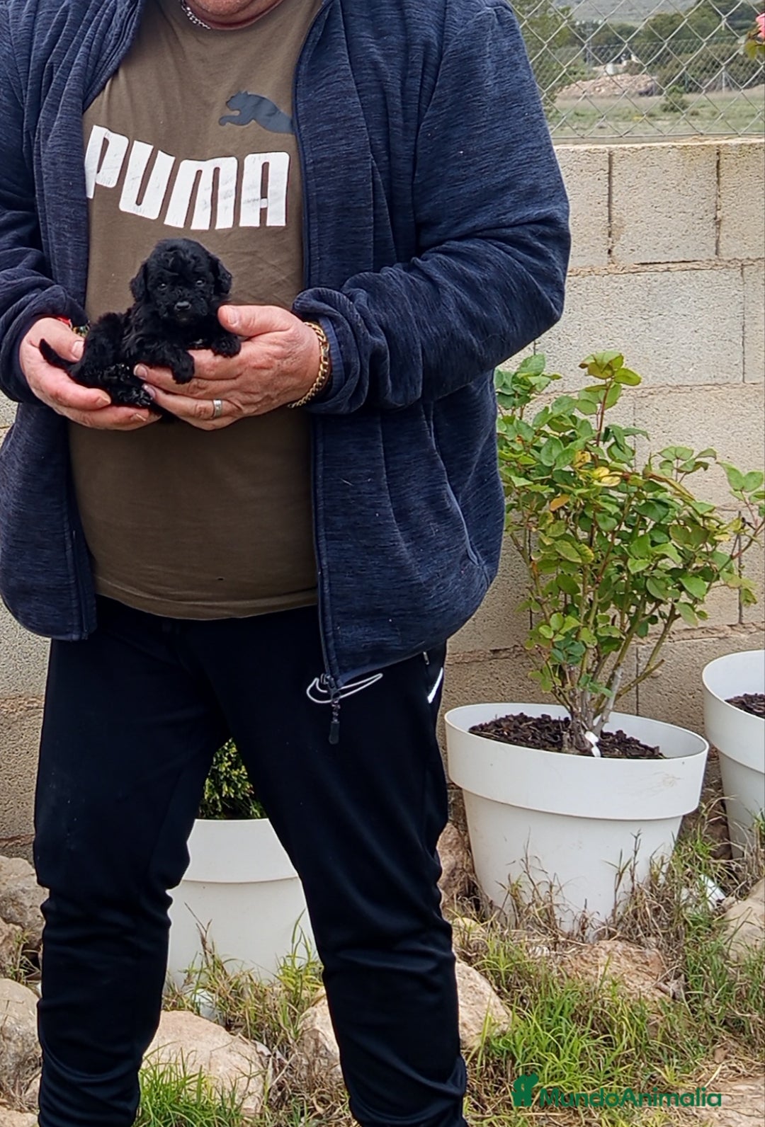 Caniche Toy perros Preciosos caniche minitoy, diminutos - Anuncio 5