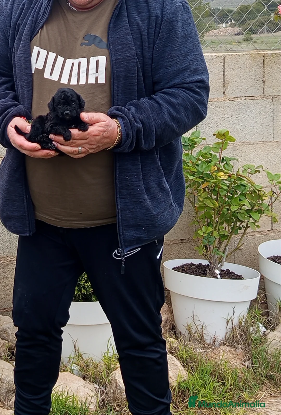 Caniche Toy perros en venta: Preciosos caniche minitoy, diminutos - Anuncio 1