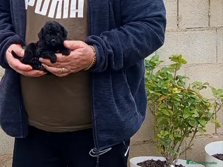 Caniche Toy perros Preciosos caniche minitoy, diminutos - Anuncio 9