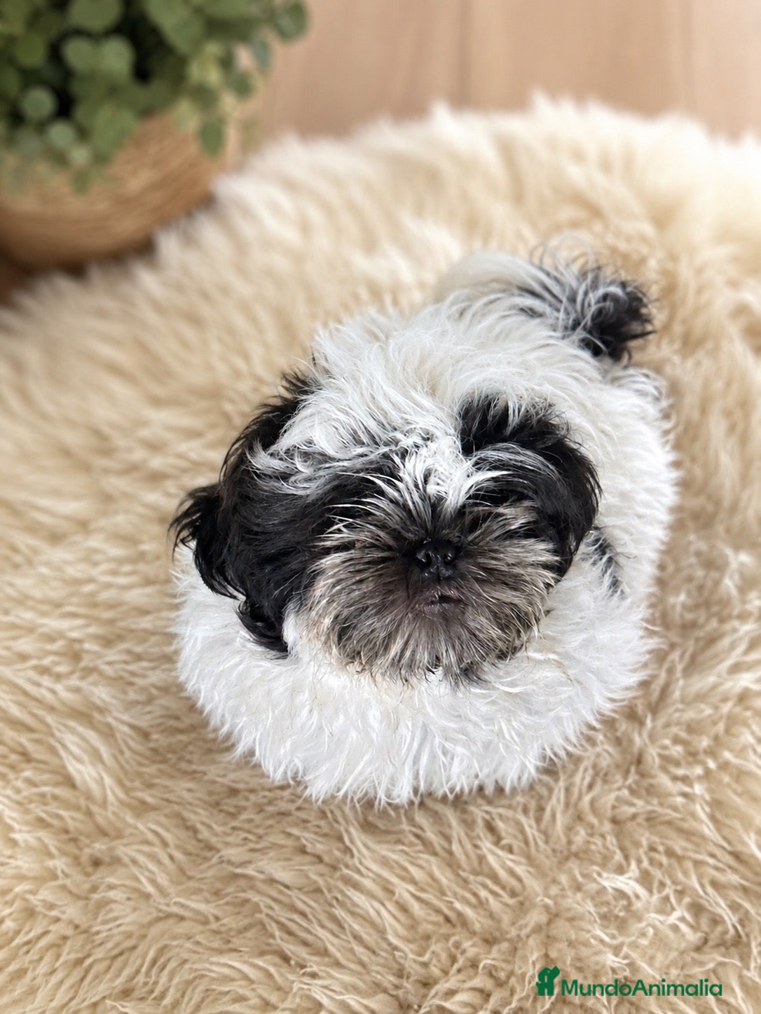 Shih Tzu perros Oreo en busca de su familia ideal - Anuncio 1