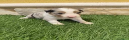 Border Collie perros en venta: Border collie merle choco en Valencia - Anuncio 24