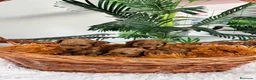 Caniche Toy perros en venta: CANICHE TOY-ENTREGA EN SEPTIEMBRE - Anuncio 14