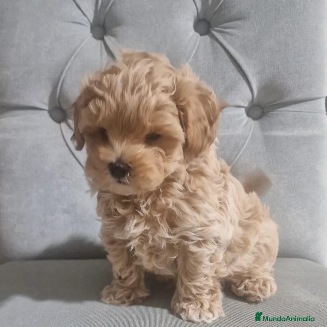 Maltipoo perros en venta: Maltipoo  - Anuncio 5