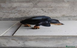 Teckel perros en venta: Cachorro teckel negro y fuego  - Imagen 4