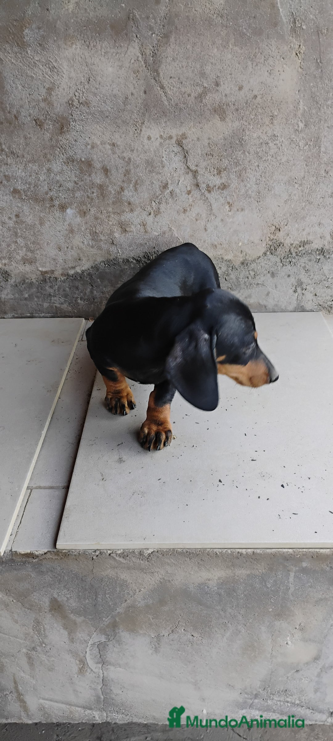 Teckel perros en venta: Cachorro teckel negro y fuego  - Imagen 4