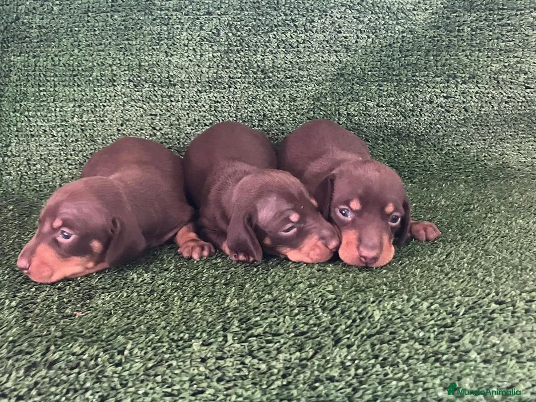 Teckel Miniatura perros en venta: Teckel mini  - Anuncio 5