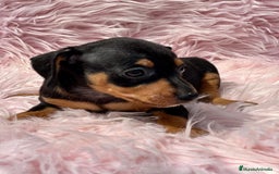Pinscher Miniatura perros en venta: Minipincher hembra  - Imagen 2