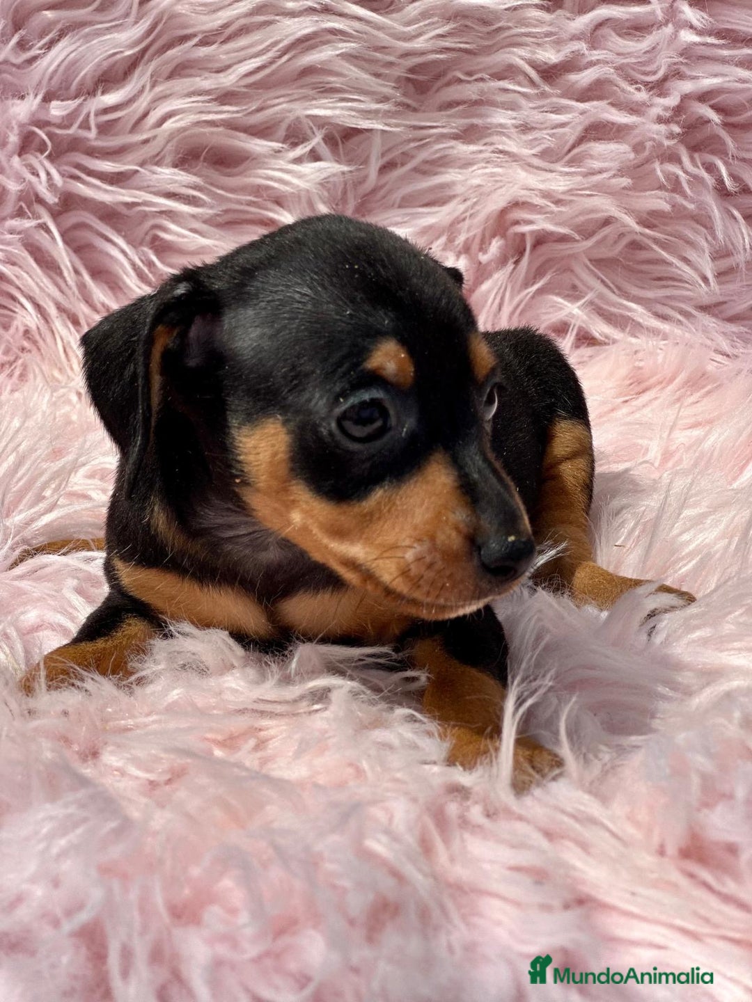 Pinscher Miniatura perros en venta: Minipincher hembra  - Imagen 2