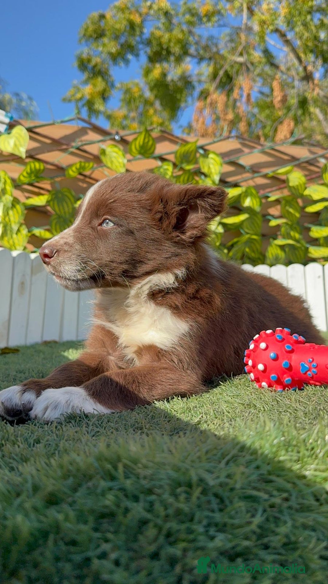 Border Collie perros en venta: BORDER COLLIE MACHO - Anuncio 11
