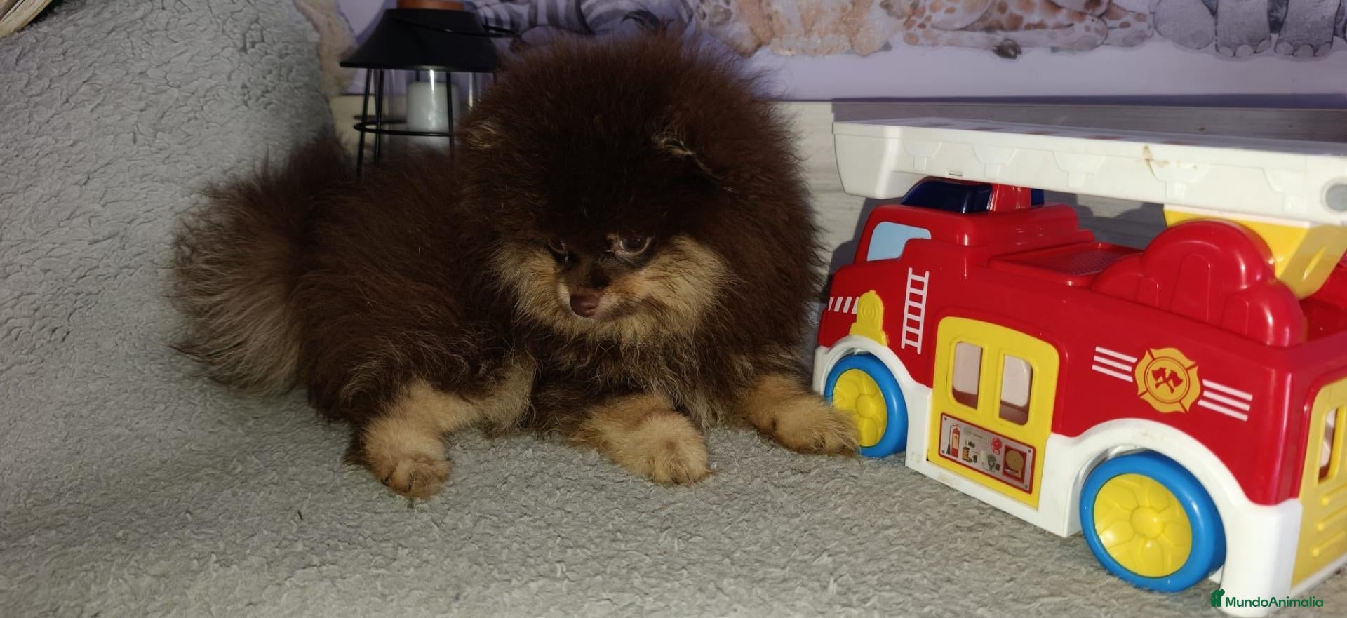 Pomerania perros Pomerania macho  - Anuncio 1