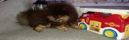 Pomerania perros en venta: Pomerania macho  - Anuncio 1