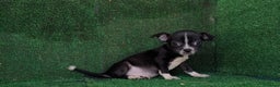 Chihuahua perros en venta: Chihuahua  - Anuncio 4