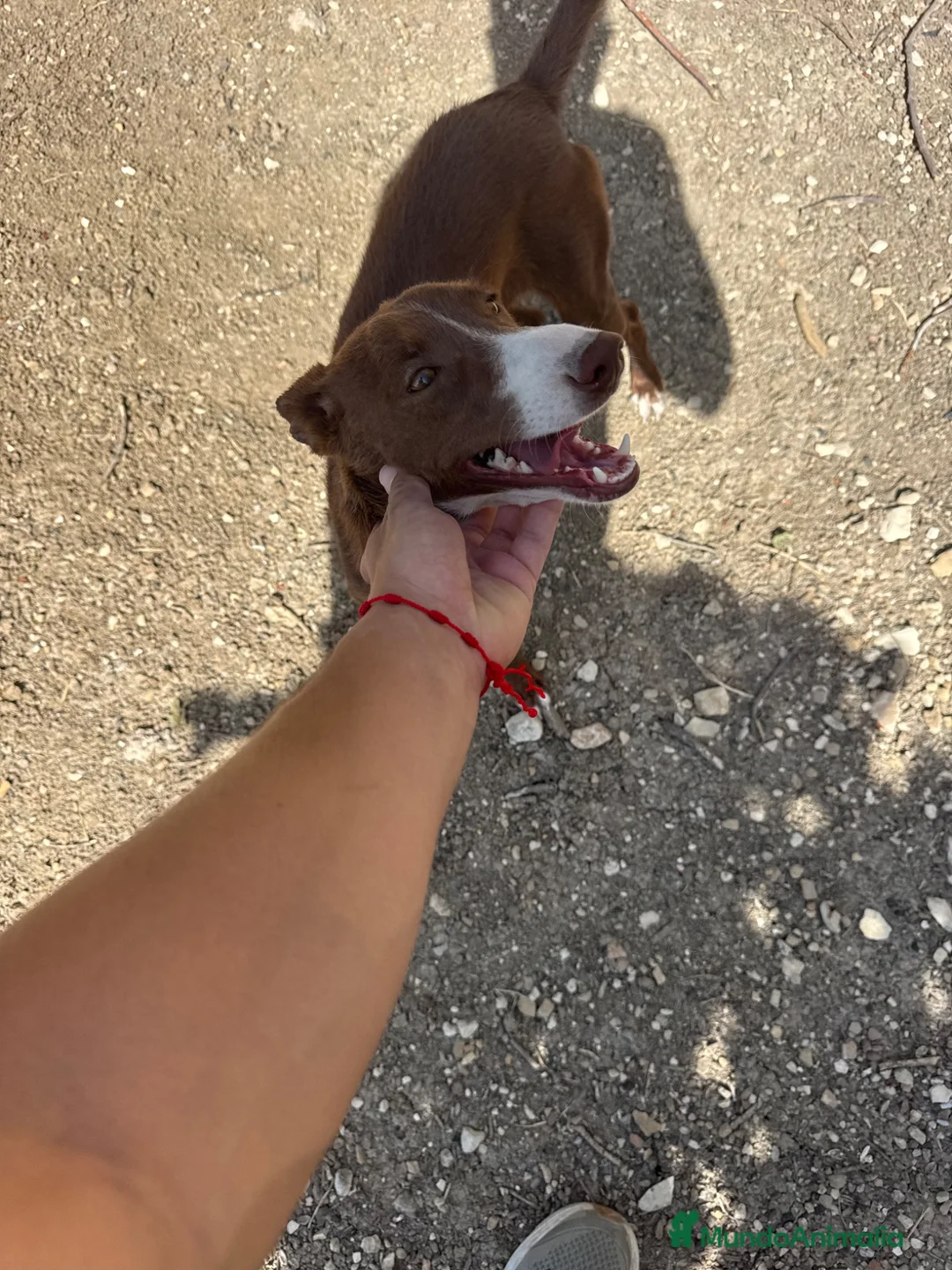 Podenco Andaluz perros en venta: adopción cachorra podenca  - Anuncio 4