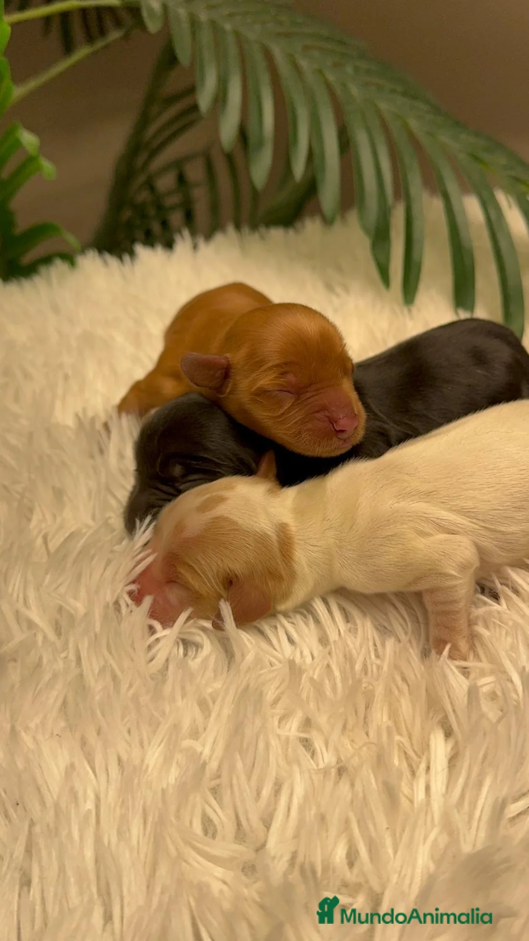 Cocker Spaniel Inglés perros en venta: COCKER SPANIEL INGLES - Anuncio 8