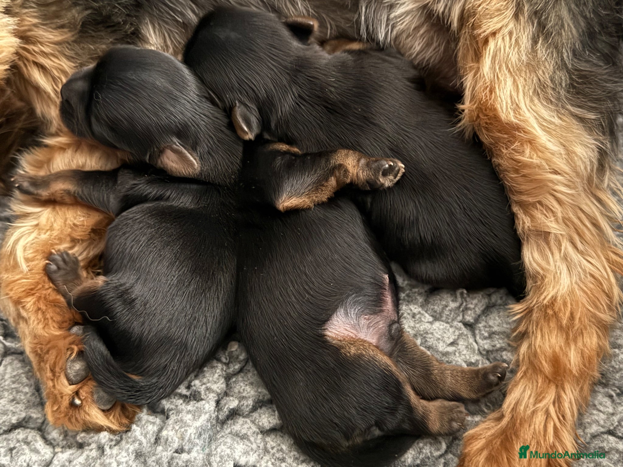 Yorkshire Terrier perros en venta: maravilloso Yorkshire Terrier  - Anuncio 5