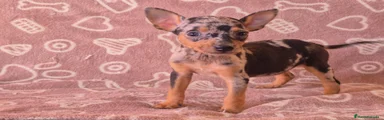 Pinscher Miniatura 2