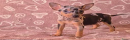 Pinscher Miniatura perros en venta: Cachorros Pincher Miniatura Merles  - Anuncio 4