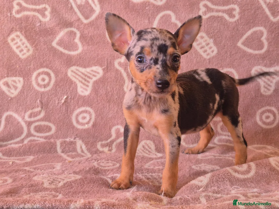 Pinscher Miniatura perros en venta: Cachorros Pincher Miniatura Merles  - Anuncio 4