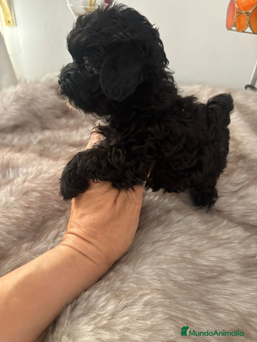 Maltipoo perros en venta: Maltipoo - Anuncio 2