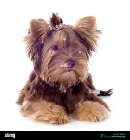 Biewer Yorkshire Terrier a la Pom Pon perros YORKSHIRE BIEWER CHOCOLATE - Anuncio 30