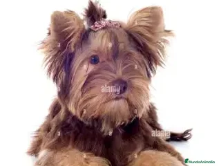 Biewer Yorkshire Terrier a la Pom Pon perros YORKSHIRE BIEWER CHOCOLATE - Anuncio 2
