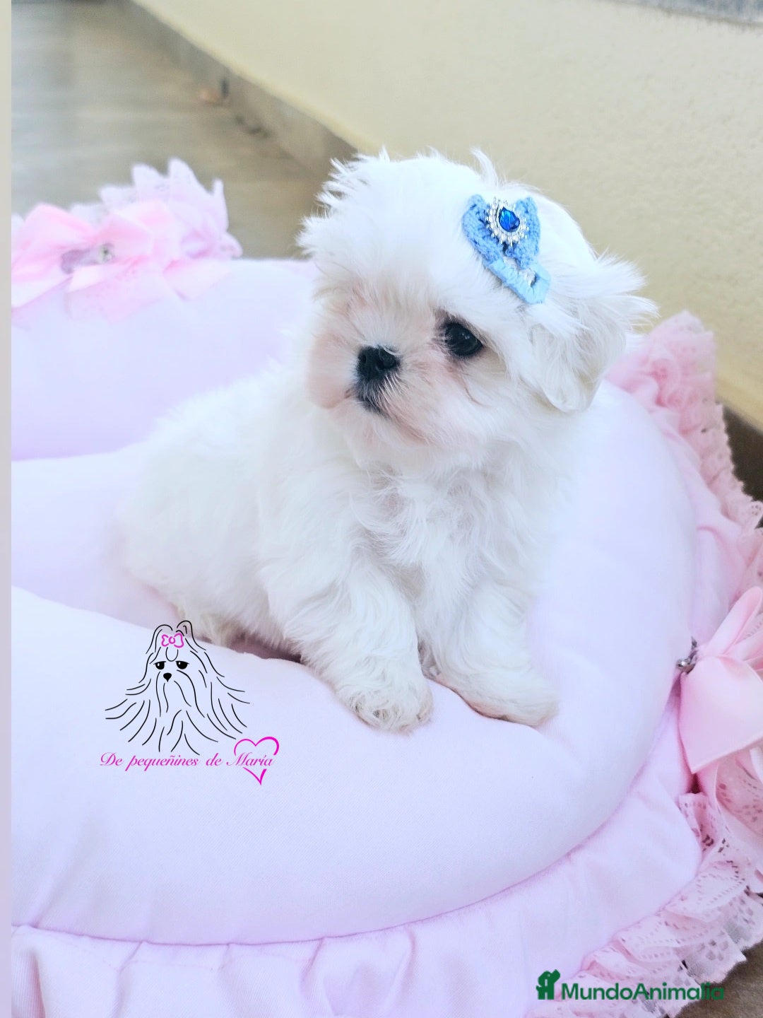 Bichón Maltés perros en venta: Bichon maltes coreano miniatura  - Anuncio 4
