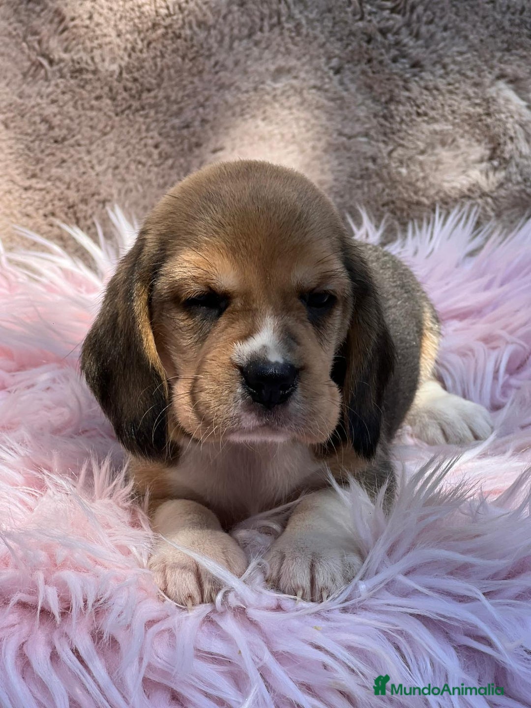 Beagle perros en venta: BEAGLE TRICOLOR DISPONIBLES - Imagen 3