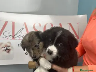 Border Collie perros Espectaculares Border collie - Anuncio 1