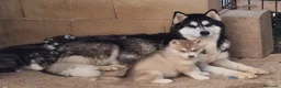 Husky Siberiano perros en venta: Husky siberianos - Anuncio 1