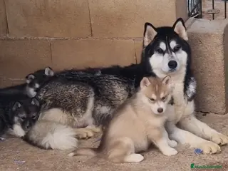 Husky Siberiano perros Husky siberianos - Anuncio 32