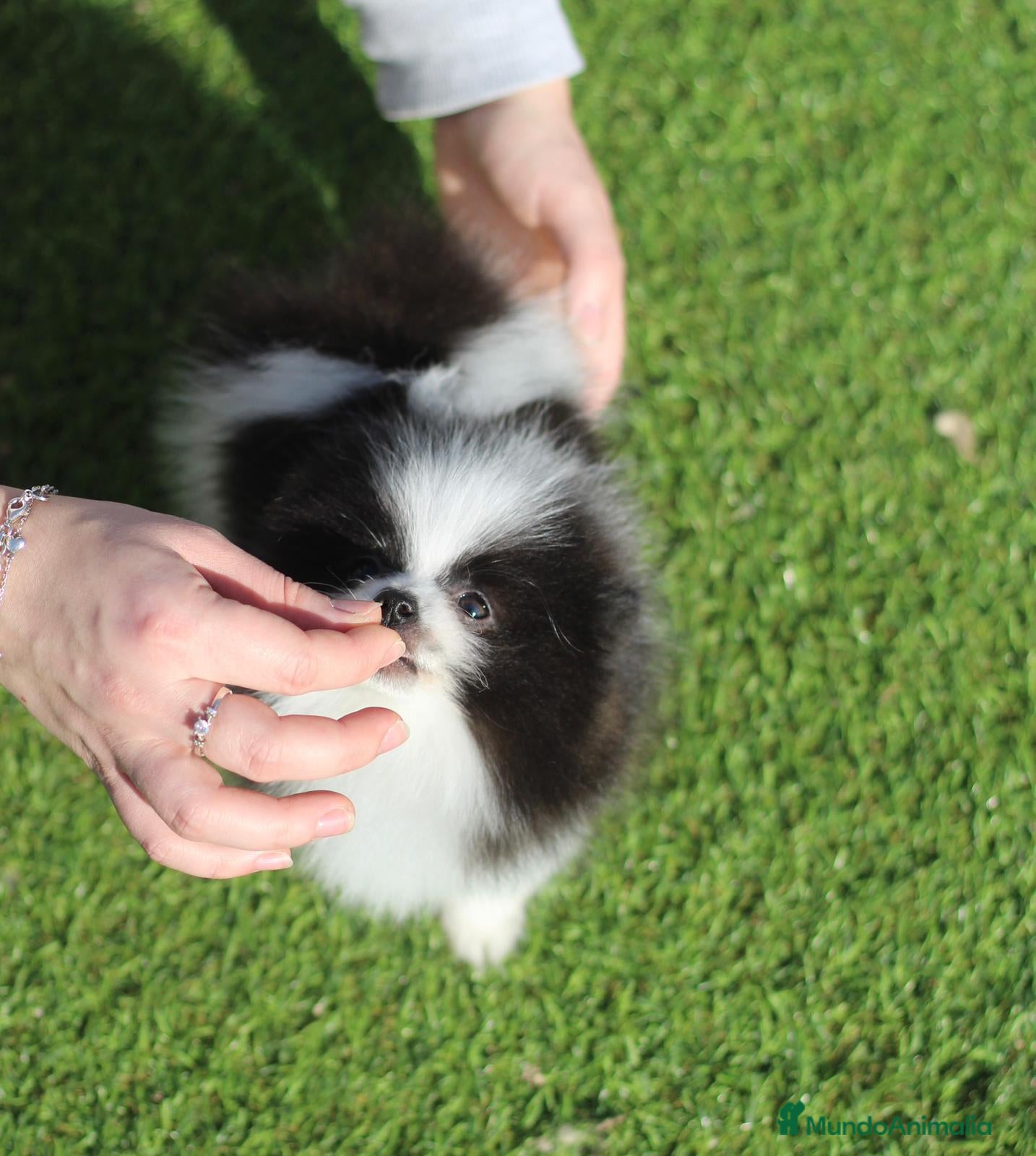 Pomerania perros Pomerania toy - Anuncio 2