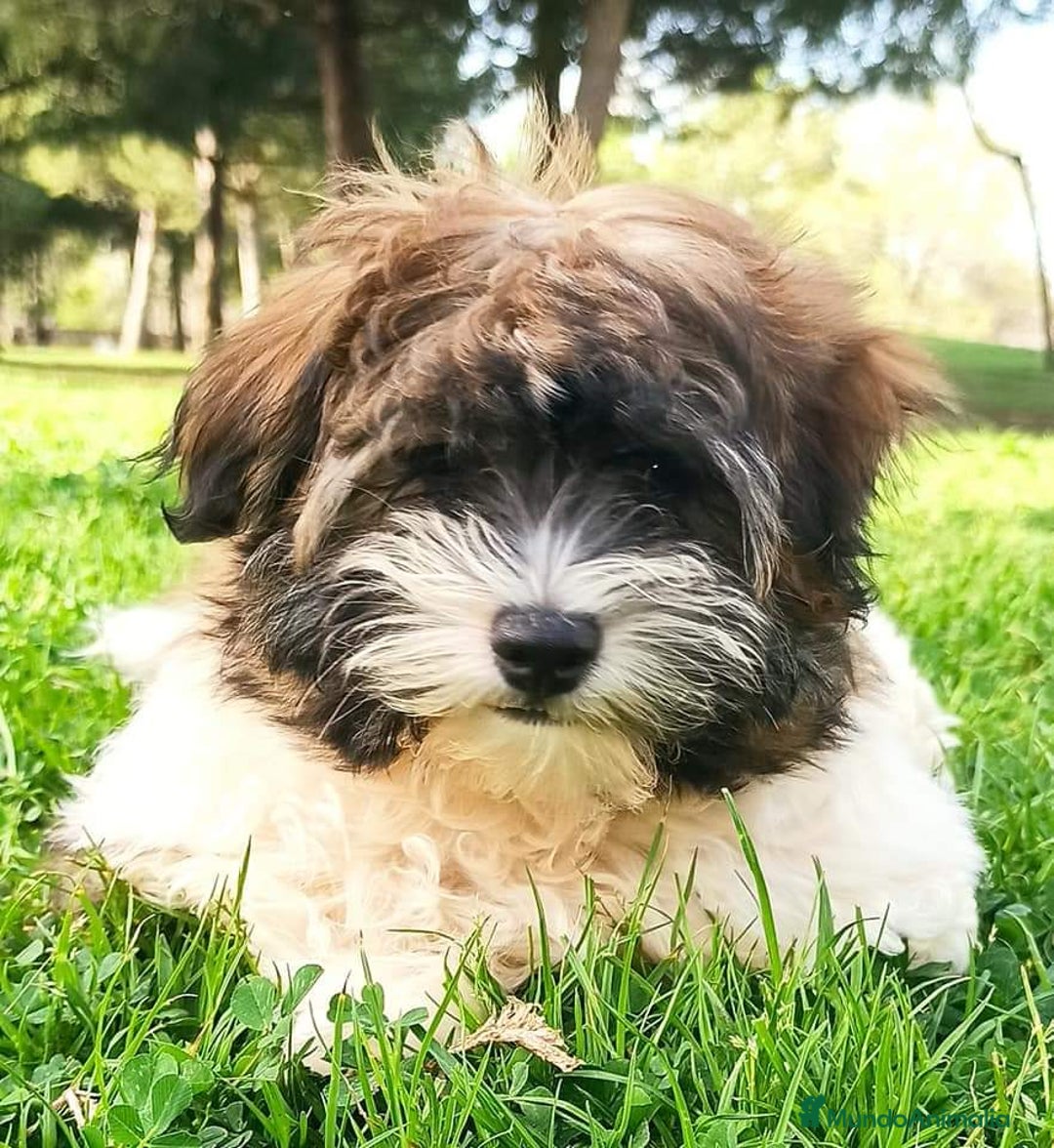 Bichón Habanero perros en venta: BICHON HABANERO - Anuncio 1