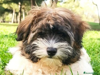 Bichón Habanero perros BICHON HABANERO - Anuncio 1