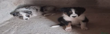 Border Collie 5
