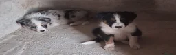 Border Collie perros en venta: Boder collie - Anuncio 2