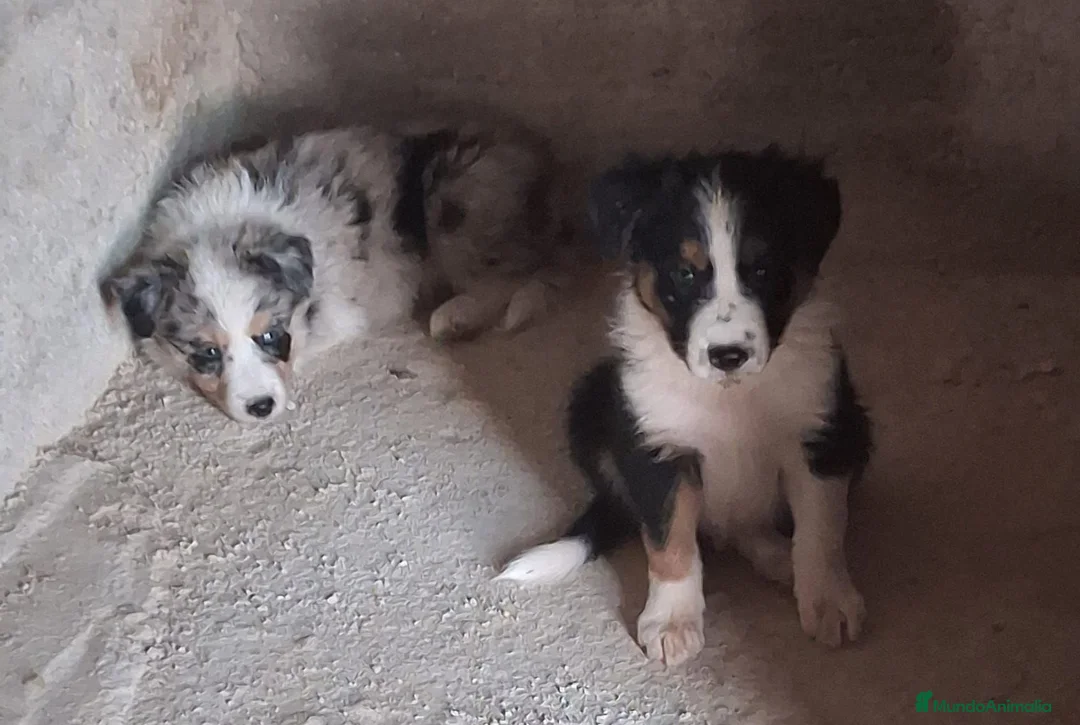 Border Collie perros en venta: Boder collie - Anuncio 2